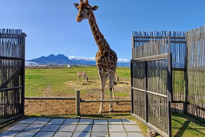 Cape Town Giraffe House, rencontre avec des guépards et dégustation de vins