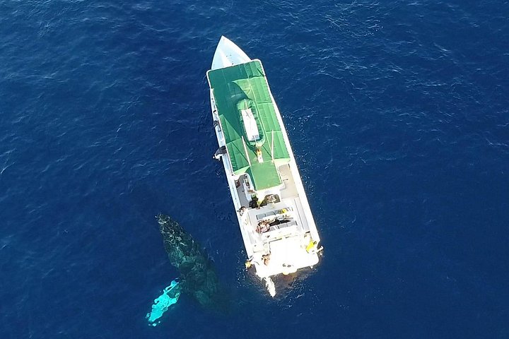 Maui: Private Charter Humpback Whale Watching & Dolphin Search