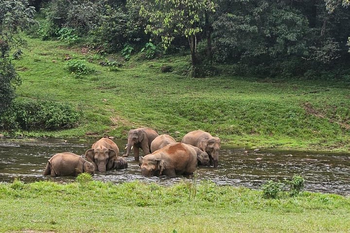 Anakulam Wild Elephant & Village Jeep Safari