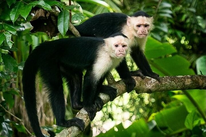 Panama Canal Jungle Boat Explorer Private Tour