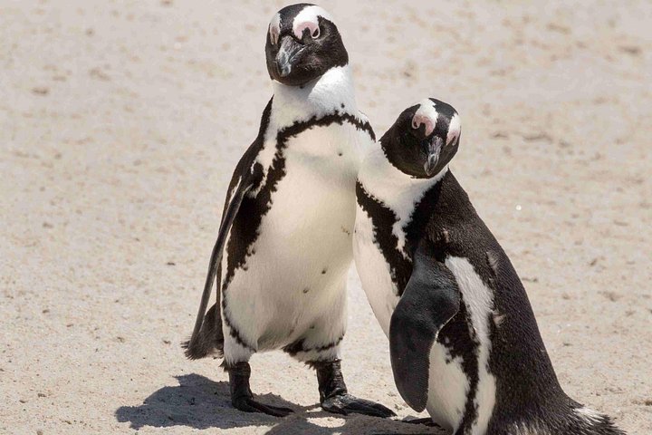 Boulders Penguins and Muizenberg beach Half Day shared Tour