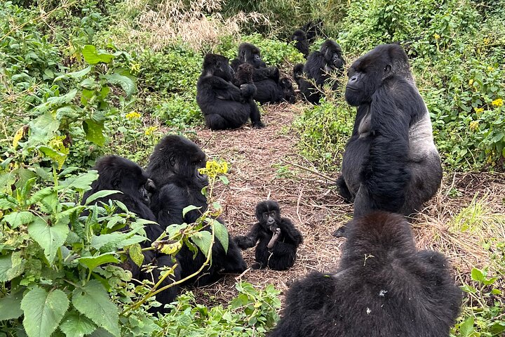 One Day Rwanda Gorilla Trekking Tour