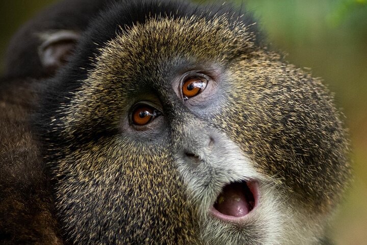 One-Day Rwanda Golden Monkey Trekking Tour