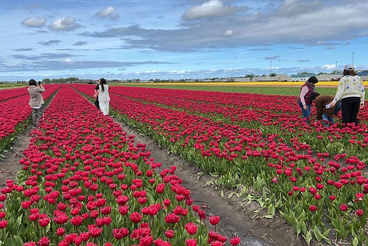 Private Tour to the Keukenhof and Tulip Fields