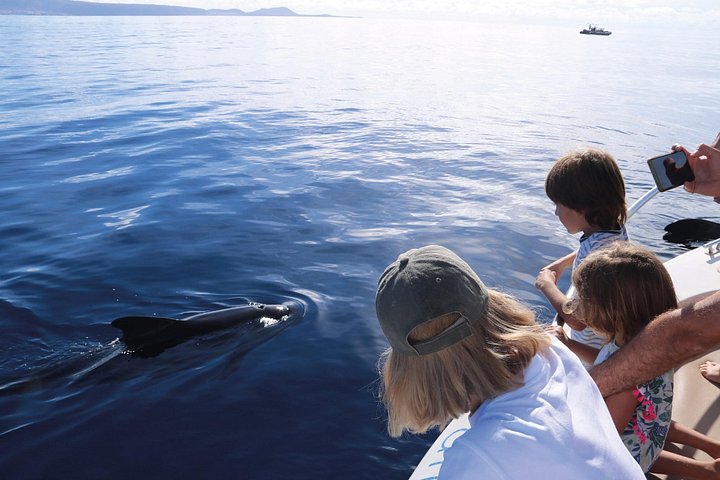 Costa Adeje : Cetacean sighting in Tenerife South