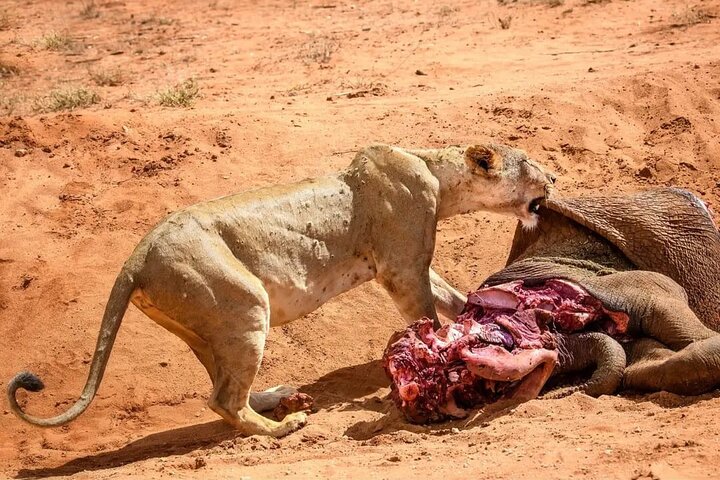 Best of 7 Days Magical Kenya Safari