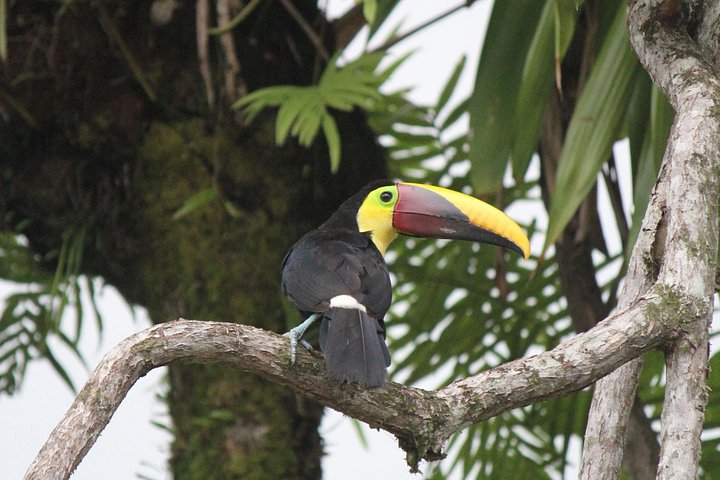 Birdwatching Manuel Antonio (Esquipulas All incluided)