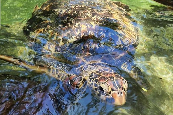 Private Tour Aquarium Nungwi and Kendwa beach with Clear kayak
