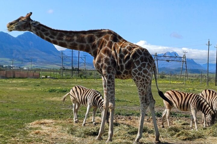 Visite guidée de dégustation de vin et de rencontre de guépards de la Maison des girafes du Cap