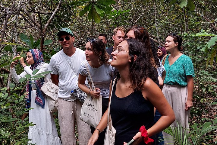 Jozani Forest Tour