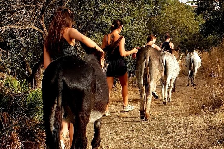 Tour the Sanctuary, Interact with the Donkeys and enjoy Brunch