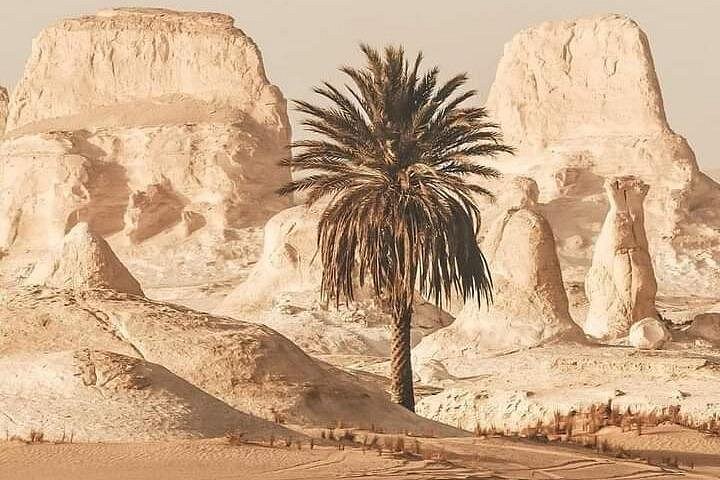 White Desert Awaits Ultimate Safari Adventure