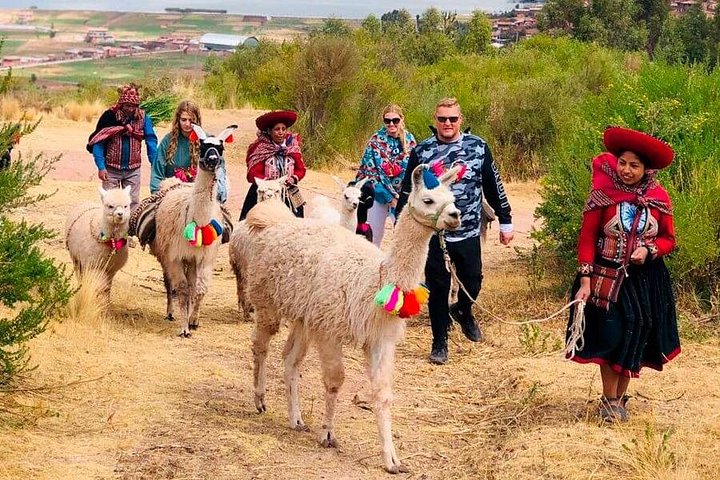 Half day Alpaca Therapy Tour