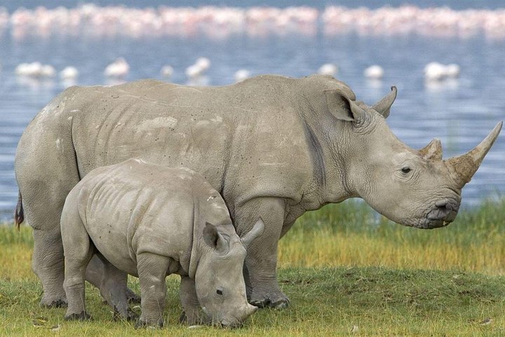 Half Day Safari Tala Game Reserve and Durban City Tour