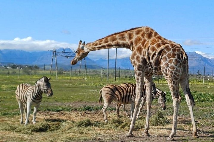 Giraffe House and Cheetah Outreach with Wine Private Tour