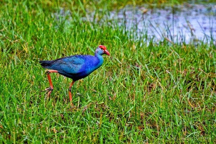 Half Day Tour to Muthurajawela, Lagoon, Dutch Canal and Mangroves