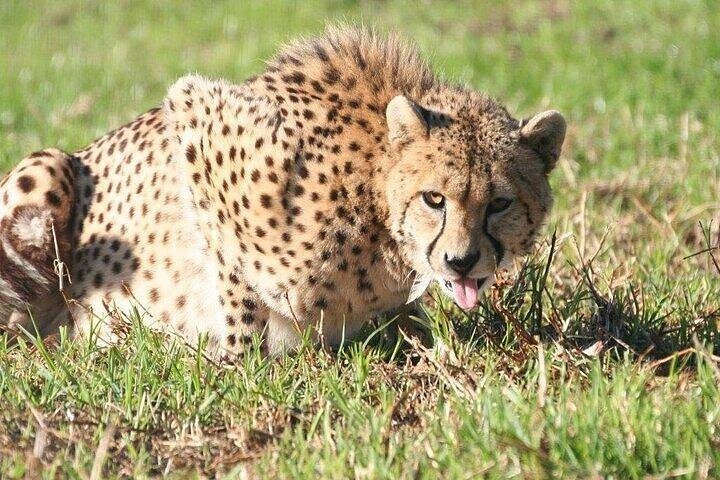 Cheetah encounter lion park, tiger ,leopard and Wine Tasting