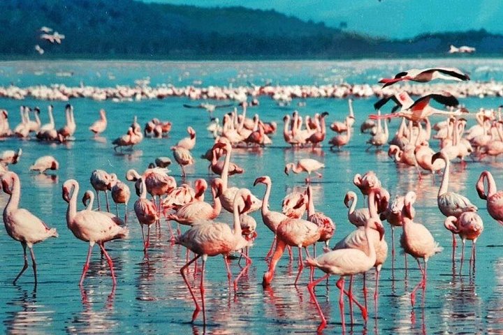 7 Days Group Safari-Maasai Mara, L Nakuru, L Naivasha & Amboseli