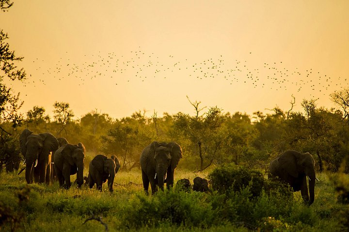 Fly from Accra: Mole Safari, Larabanga & Mystic Stone Day Trip