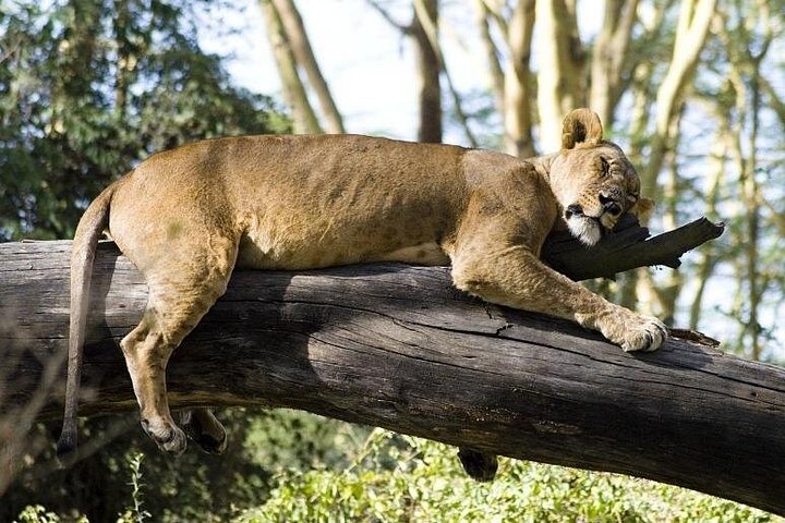 4 Days Masai Mara & Lake Nakuru Budget Group Safari in a 4x4 Jeep