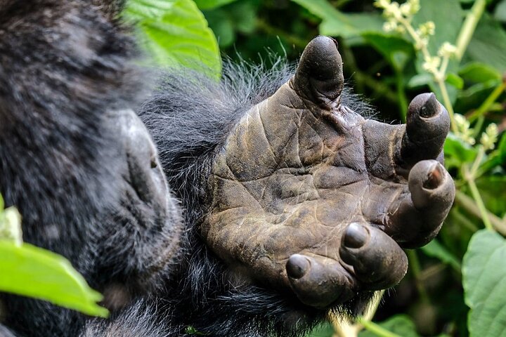 3 Day Bwindi Gorilla Tracking Midrange Tour