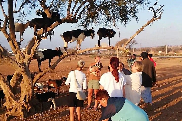 Agadir Goats Climbing Argan Trees Tour with Souk El Had Market