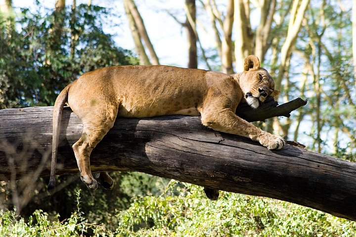 14 Days Family Safari Experience in Kenya