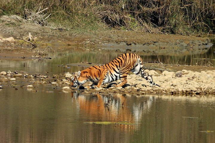 5-Nights Tiger Tracking Safari | Babai Resort, Transfers & Meals