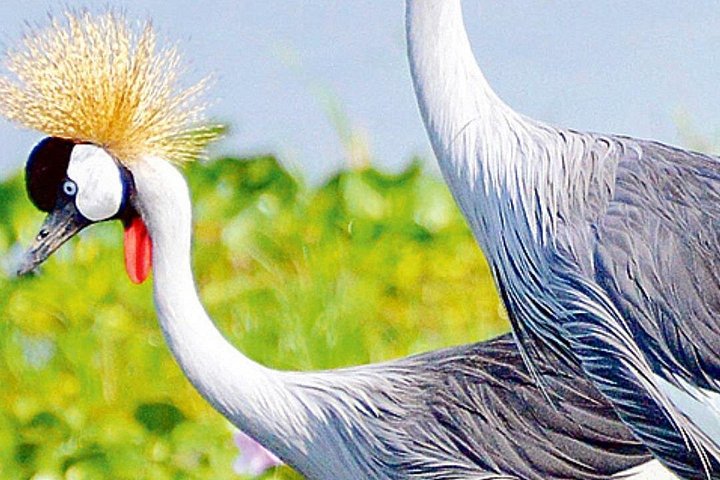 5 Day Bird Watching Safari Tour Uganda