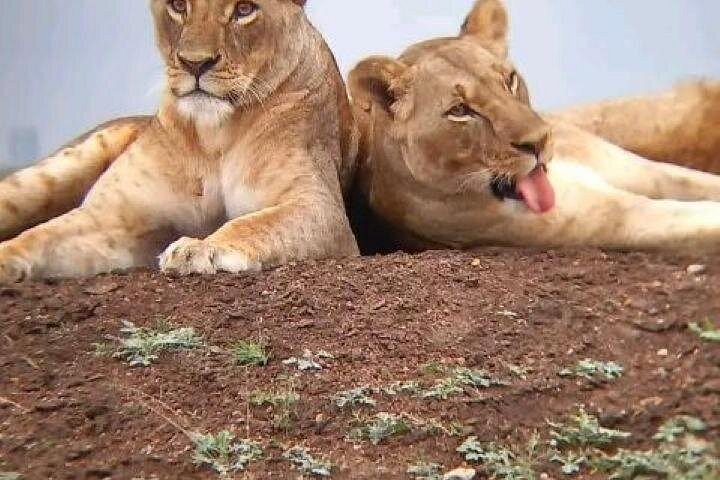 6 Day Group Safari to Mara, Nakuru and Amboseli 4x4 jeep.