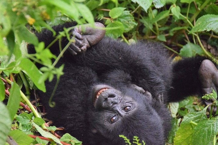 Gorilla Trekking Safari in Uganda.