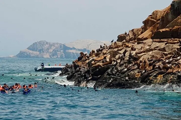 Palomino Islands Speedboat Tour and Swim with Sea Lions