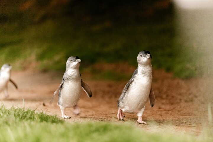 Phillip Island Tour with Spanish Speaking Guide