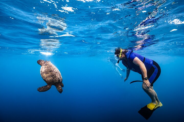 Private Turtle Canyon Snorkel and Cruise Waikiki