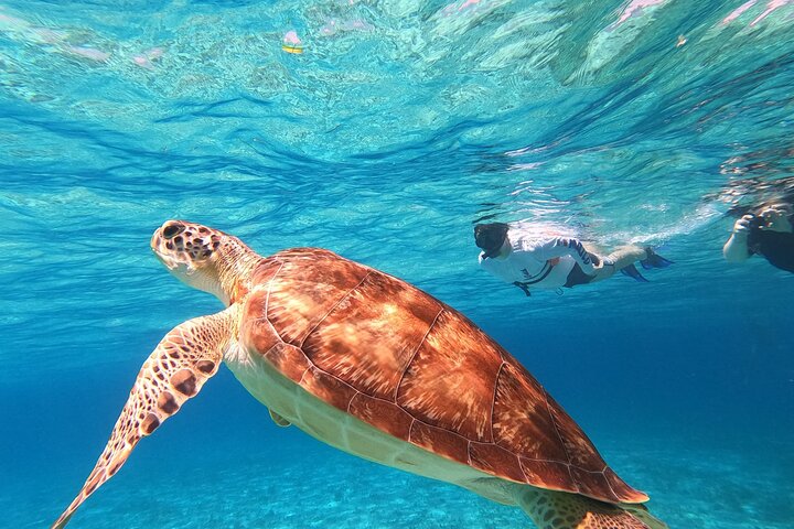 4 Hour Cozumel Turtle Sanctuary Experience on a Luxury Catamarán