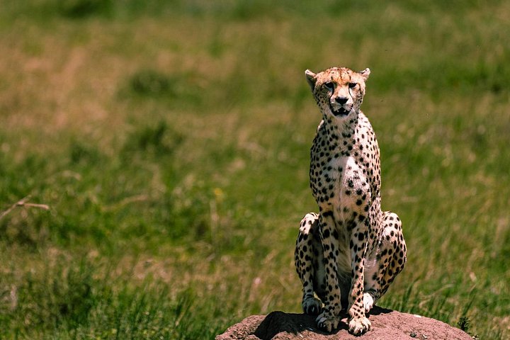 Arusha: 9 Day Multi-Park Flexible Migration Roundtrip safari