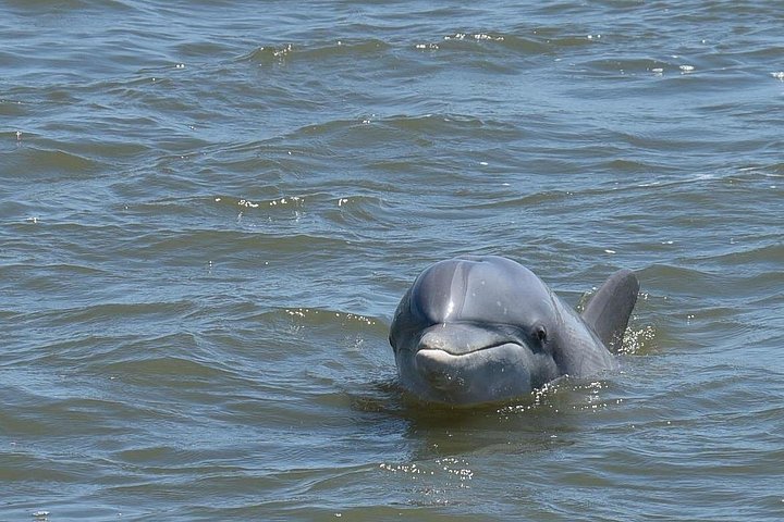Charleston Dolphin Tour - Private up to 10