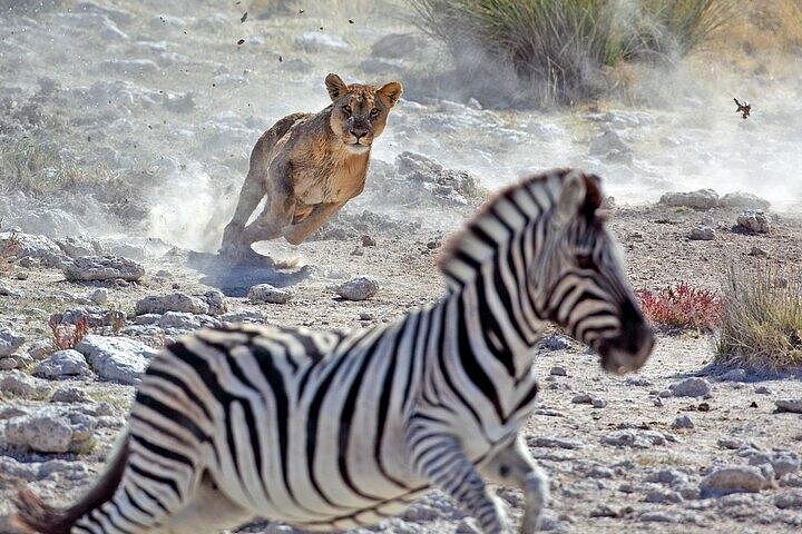 4 Days Mixed Safari to Tarangire, Serengeti & Ngorongoro Crater