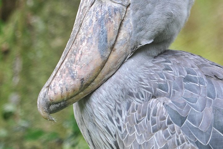1 Day Mabamba Wetland Birding Trip