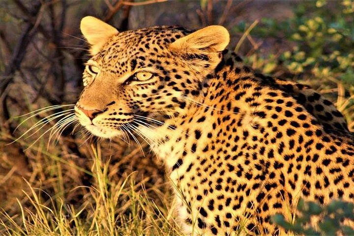 3 Day Botswana Safari Khwai Concession Shared Tour