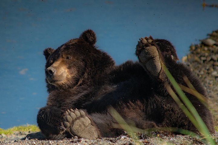 Bear Viewing at Waterfall Creek