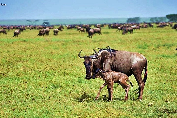 5 Day Ndutu Safari Calving and Predator Drama