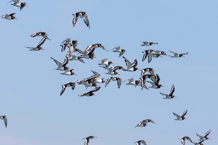 Lisbon : Birdwatching Boat Tour - Tagus Estuary