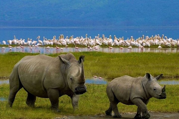 Day Tour to Lake Nakuru National Park from Nairobi