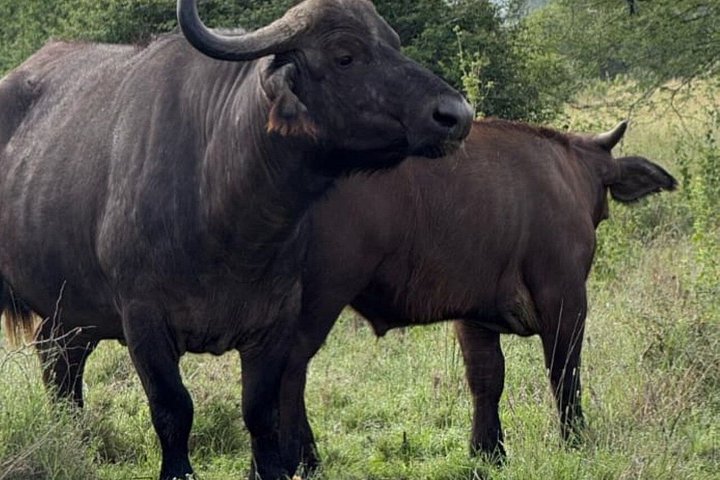 Ol Pejeta Day Tour from Nairobi