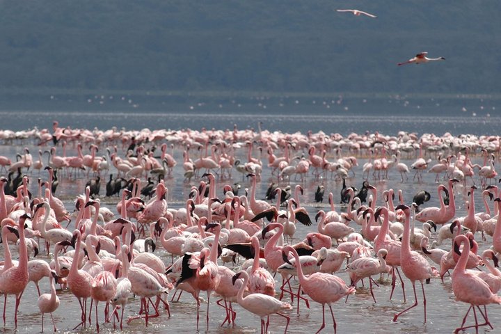 Half Day Tour To Lake Nakuru National Park From Nakuru