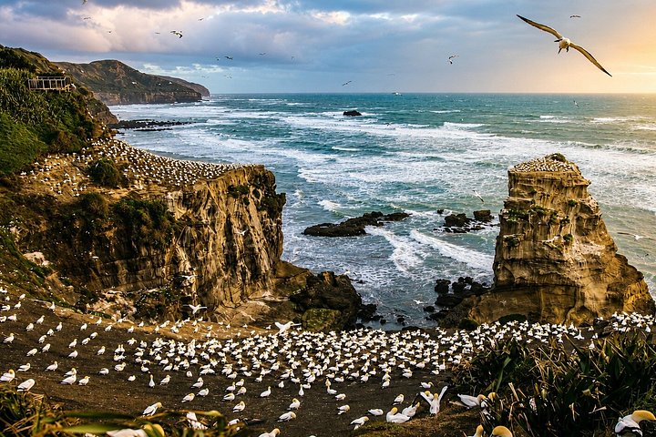 Auckland Wildlife, Coastal Scenery and Heritage Tour