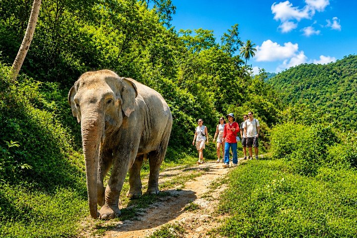 Phuket: Patong Hill Tribe Elephant Village Half Day Small-Group
