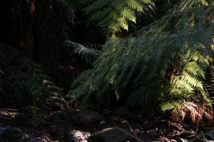 Melbourne Redwood Forest & Dandenong & Warburton day tour