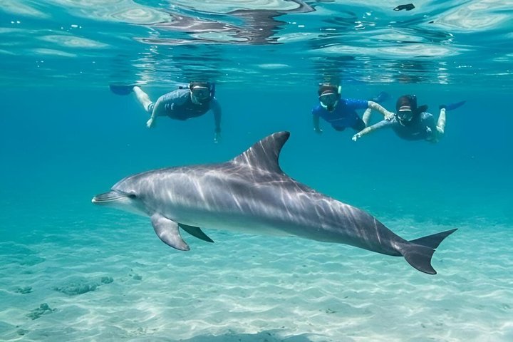 Swim with Dolphins at Dolphin House, Snorkeling & Lunch, Hurghada